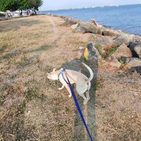 原聲 - 🐶🐶🐶🐶嘟嘟