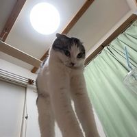 myaoooooooooooo