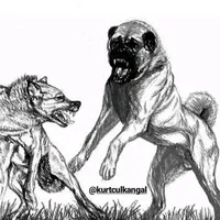 original sound - anadolu_aslanlari1