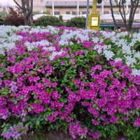 오리지널 사운드 - 임민숙