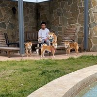 hidefivedogs