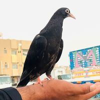 pigeonhub