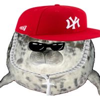 solo_una_simple_foca