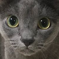 original sound - Fatcat