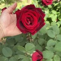 original sound - halafares69