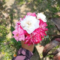 sultana.469