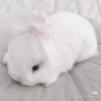 sillybunpaws