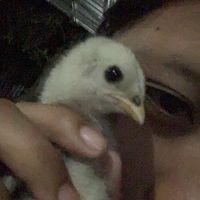 suara asli - Mbak Gii^