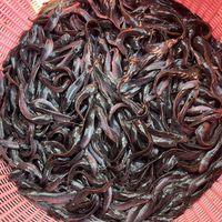 big_headed_catfish