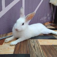 original sound - lexchumilol