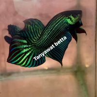 tanyawatbetta3