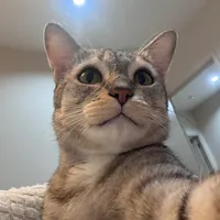 original sound - thatdarin