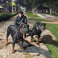 khamlichi.rottweiler