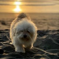 suara asli - Angel_Ega