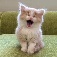 original sound - saw.htet.aung7881