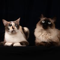 adopcionesgatunasmed