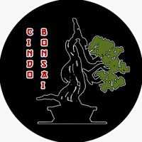 cindobonsai