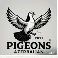 pigeons_azerbajan