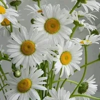 original sound - alisa19744