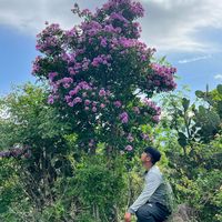 nhạc nền - Hoa bằng lăng tím