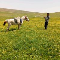 akcaliferhat