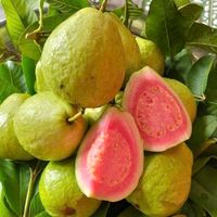 nhạc nền - Triệu Lộ Tư 🌺