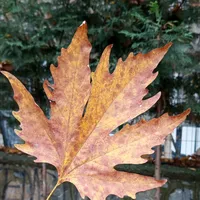 original sound - marwa11a4