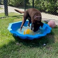 adoptus_locatedbrisbane