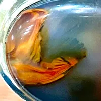 original sound - bahrahjar