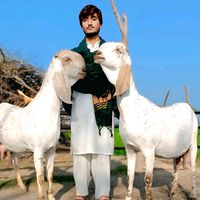 tabishgoatfarm