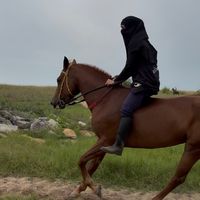 sofia_jieystable