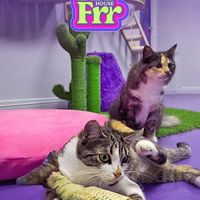 frrfrrhouse