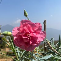 mamtapradhan798