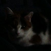 оригинальный звук