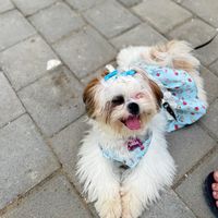 linda.shihtzu0