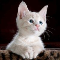 suara asli - pecinta kucing AI