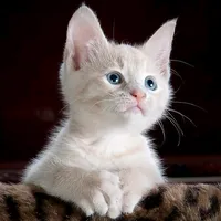 original sound - pecinta_kucing51