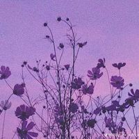 wardah_adams23