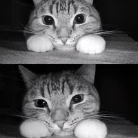 punbellry