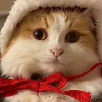totochannel_munchkin