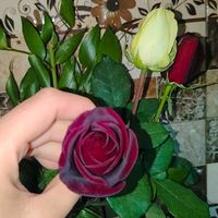 siyah_beyaz_____
