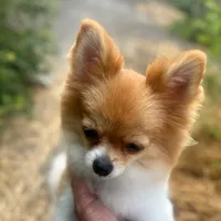 original sound - kit2524