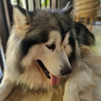 thaz_ter04