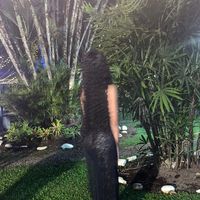 manuelamh333