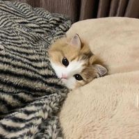 nhạc nền - DUY FAZ