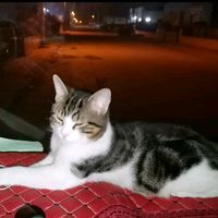 kedili__tirci