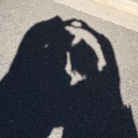 pjpdlhpx6tn