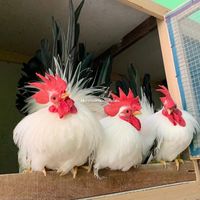 saimaifarm2