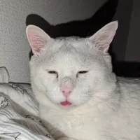 original sound - kdet_kdam