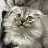 original sound - yazan0121